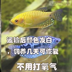 龍魚嘴尖發白爛了（龍魚嘴尖發白爛了怎么辦）