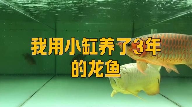 小缸養龍魚需要多大的魚缸？