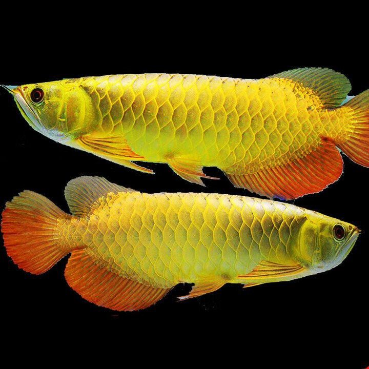 哪里可以找到純種龍魚？
