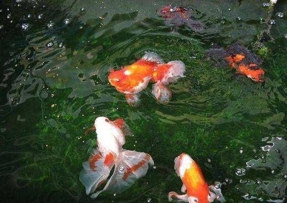 金龍魚浮頭怎么治療金龍魚浮頭治療方法：金龍魚浮頭怎么治療金龍魚浮頭怎么治療金龍魚浮頭