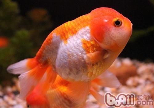 金龍魚浮頭怎么治療金龍魚浮頭治療方法：金龍魚浮頭怎么治療金龍魚浮頭怎么治療金龍魚浮頭