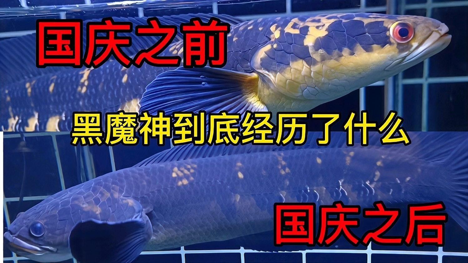 哪種雷龍魚最好看圖片 哪種雷龍魚最好看圖片 龍魚百科 第29張