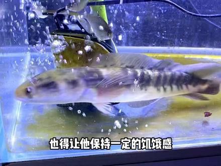 哪種雷龍魚最好看圖片 哪種雷龍魚最好看圖片 龍魚百科 第32張