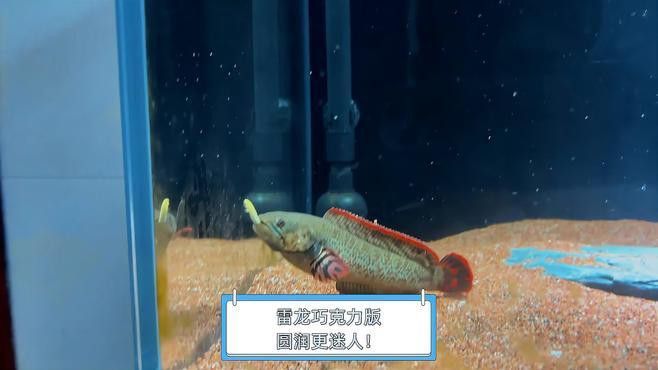 哪種雷龍魚最好看圖片 哪種雷龍魚最好看圖片 龍魚百科 第34張