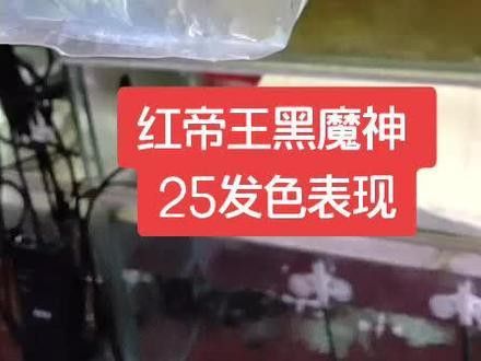 哪種雷龍魚最好看圖片 哪種雷龍魚最好看圖片 龍魚百科 第33張