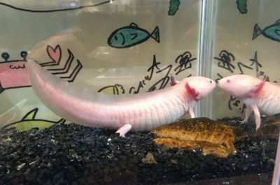 龍魚升溫幾天恢復溫度了：龍魚升溫后恢復時間