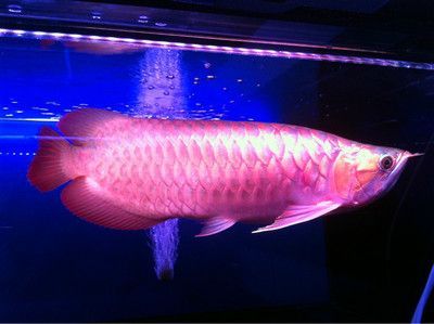 紅龍魚(yú)養(yǎng)殖適宜溫度范圍是24-29攝氏度：紅龍魚(yú)養(yǎng)殖的適宜溫度范圍是24-29攝氏度