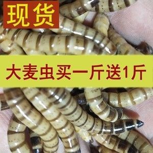 紅龍魚吃大麥蟲長的快嗎：紅龍魚吃大麥蟲可以促進生長嗎