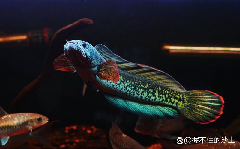 如何區(qū)分真假巴卡雷龍魚？