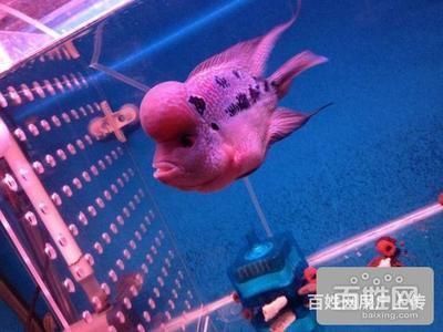 黃金河虎魚繁殖環境優化技巧，黃金河虎魚繁殖期飼料搭配如何監測黃金河虎魚水質變化