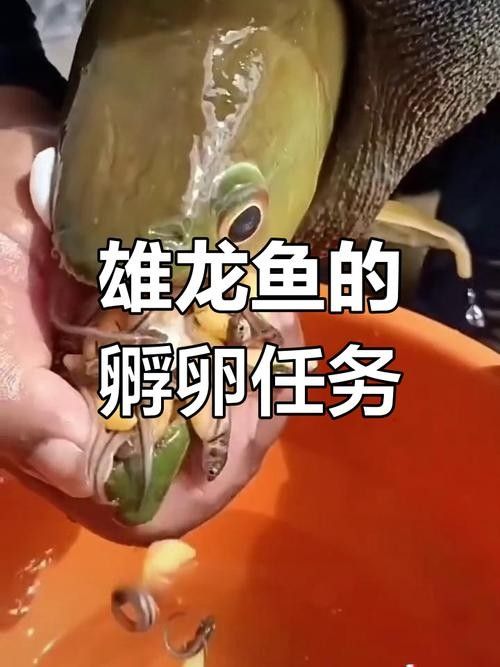 龍魚成長過程圖片欣賞大全
