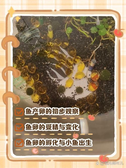 龍魚成長過程圖片欣賞大全