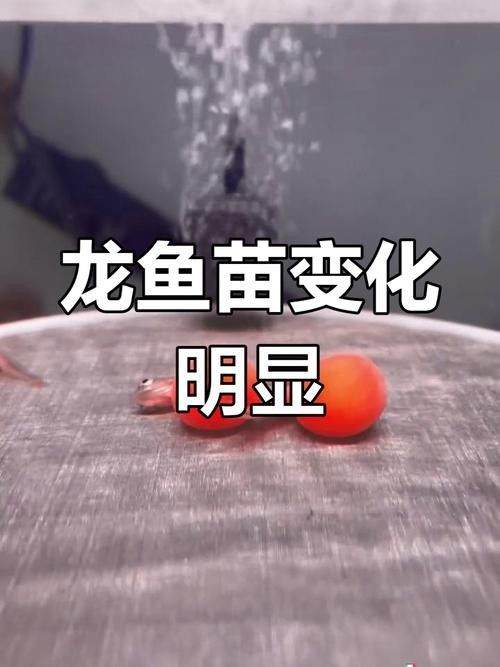 龍魚成長過程圖片欣賞大全