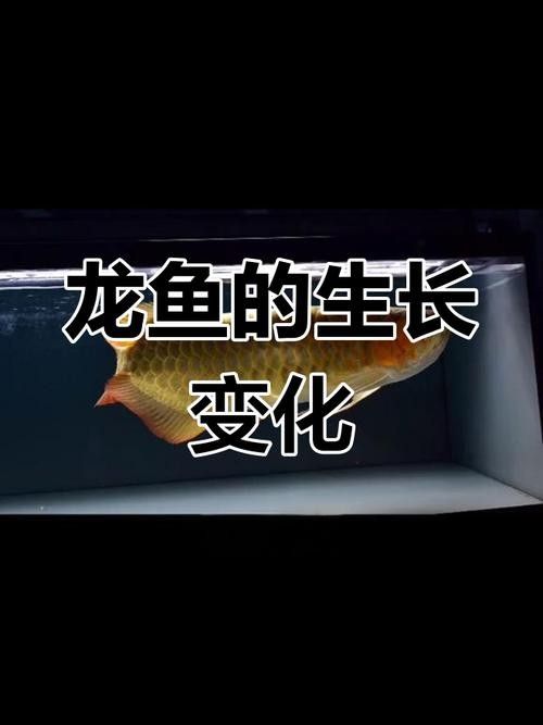 龍魚成長過程圖片欣賞大全
