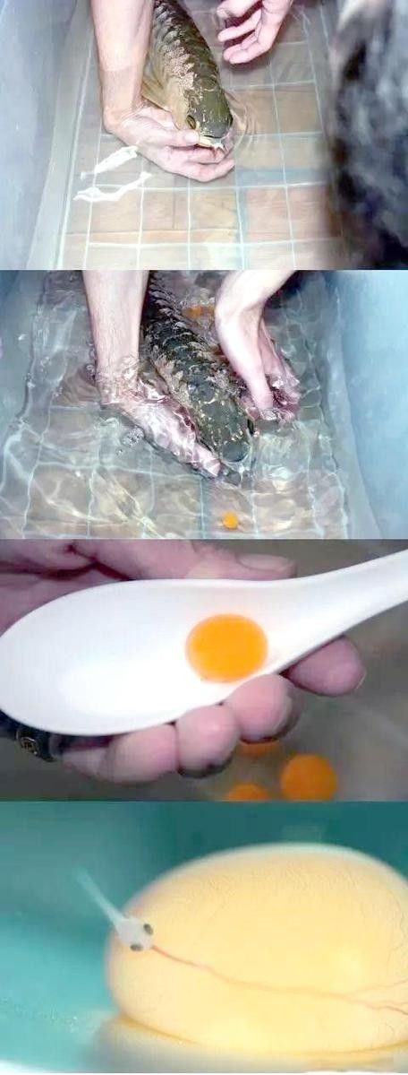 龍魚成長過程圖片欣賞大全