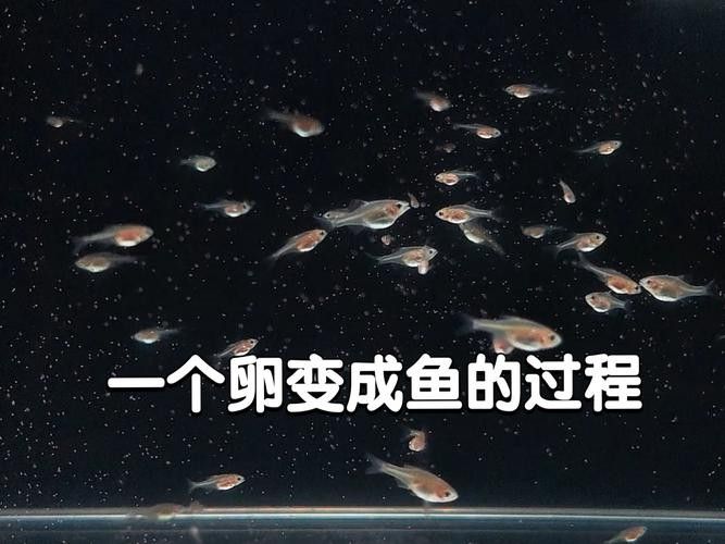 龍魚成長過程圖片欣賞大全