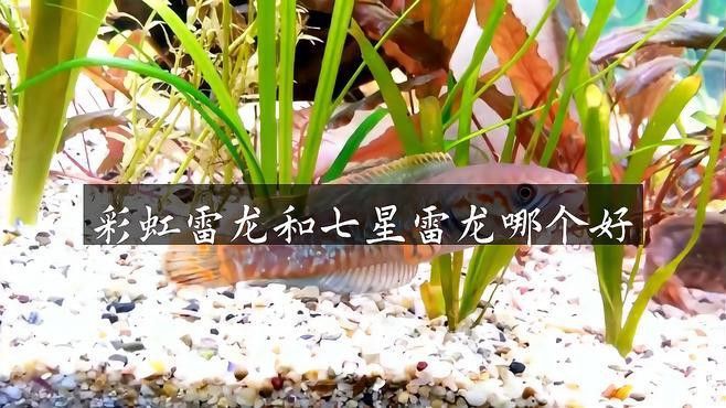 七彩雷龍魚和彩虹雷龍魚一樣嗎 七彩雷龍魚和彩虹雷龍魚一樣嗎 龍魚百科 第1張