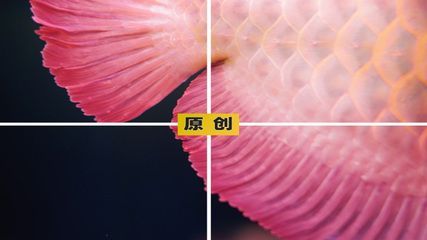 紅龍魚王的獨特紋路解析：紅龍魚王獨特紋路解析紅龍魚王獨特紋路的詳細解析