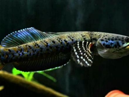 雷龍魚 品種