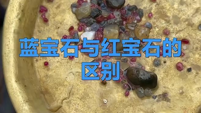 雷龍魚 品種