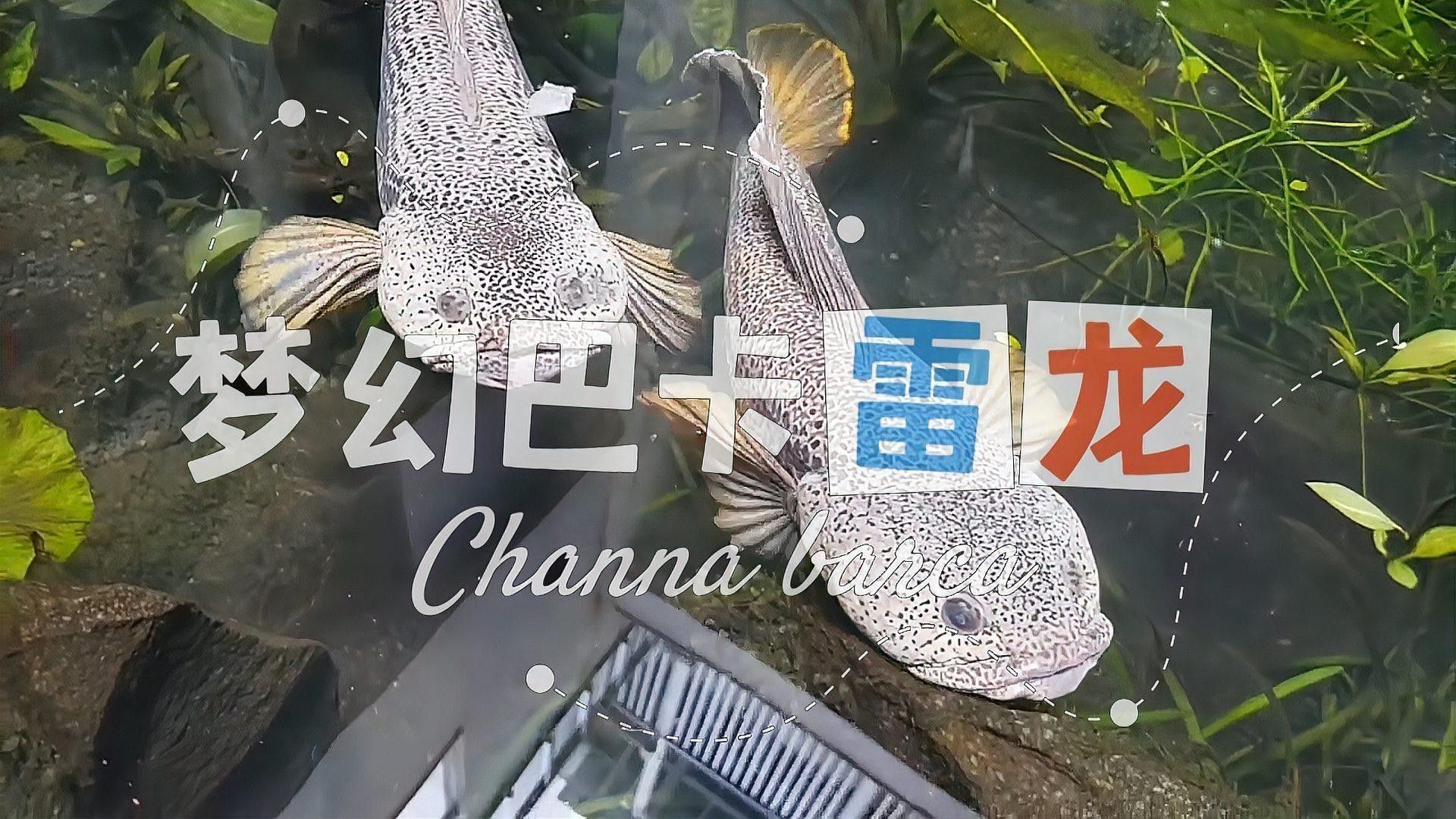 雷龍魚 品種