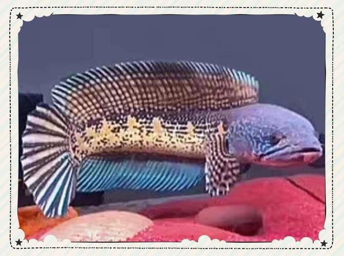 雷龍魚 品種