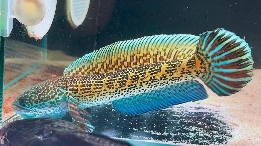 雷龍魚 品種