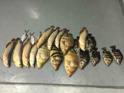 龍魚咬人怎么回事視頻講解：視頻講解龍魚咬人的原因和處理方法龍魚咬人的原因和處理方法