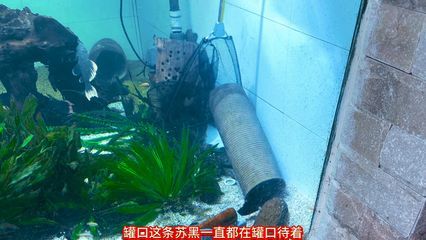 龍魚咬人怎么回事視頻講解：視頻講解龍魚咬人的原因和處理方法龍魚咬人的原因和處理方法