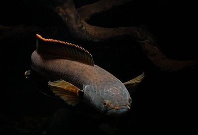 雷龍魚是冷水還是熱帶魚：雷龍魚是一種生活在淡水中的熱帶魚，而不是熱帶魚