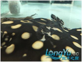 龍魚身上白色的像脫皮（龍魚身上出現白色的類似脫皮的現象可能涉及多種情況）