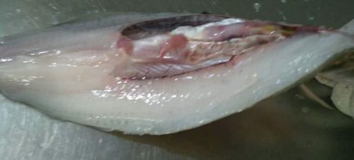 天山雪龍魚是淡水魚嗎圖片欣賞