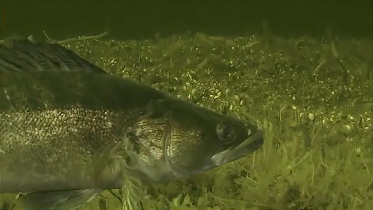 天山雪龍魚是淡水魚嗎圖片欣賞