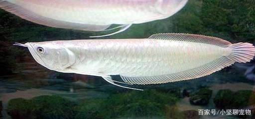 龍魚夏天需要降溫嗎：夏天養(yǎng)龍魚需要注意防暑降溫以下幾種有效的降溫方法 龍魚夏天需要降溫嗎：夏天養(yǎng)龍魚需要注意防暑降溫以下幾種有效的降溫方法 龍魚百科 第3張