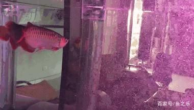 龍魚夏天需要降溫嗎:夏天養(yǎng)龍魚需要注意防暑降溫以下幾種有效的降溫方法 龍魚百科 第2張 龍魚夏天需要降溫嗎:夏天養(yǎng)龍魚需要注意防暑降溫以下幾種有效的降溫方法 龍魚夏天需要降溫嗎:夏天養(yǎng)龍魚需要注意防暑降溫以下幾種有效的降溫方法 龍魚百科 第2張