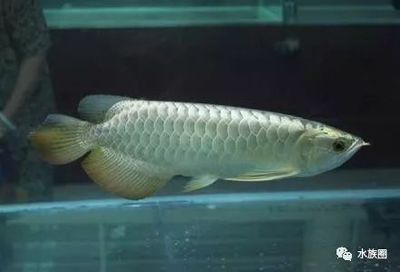 龍魚寄生蟲治療方法圖解：龍魚寄生蟲怎么治療