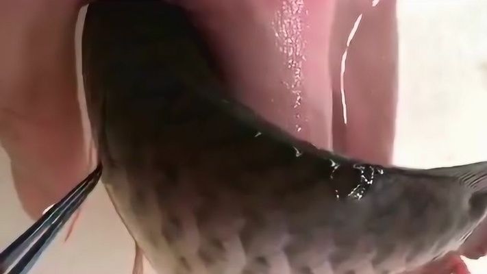 龍魚寄生蟲治療方法圖解：龍魚寄生蟲怎么治療