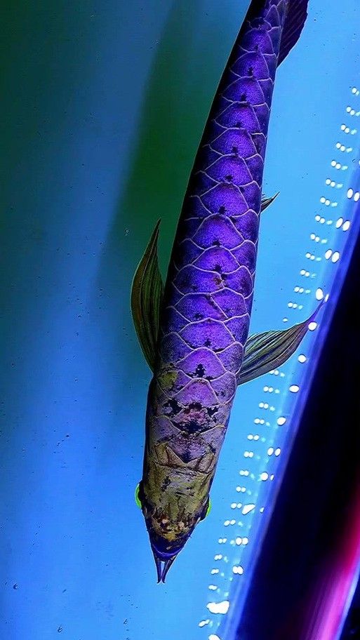 藍色的金龍魚品種大全圖解