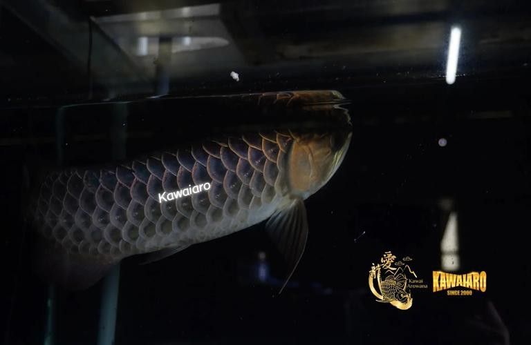 藍色的金龍魚品種大全圖解