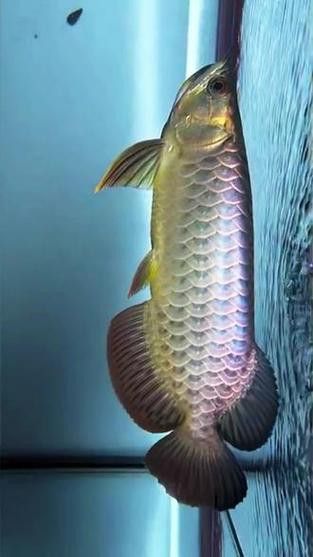 藍色的金龍魚品種大全圖解