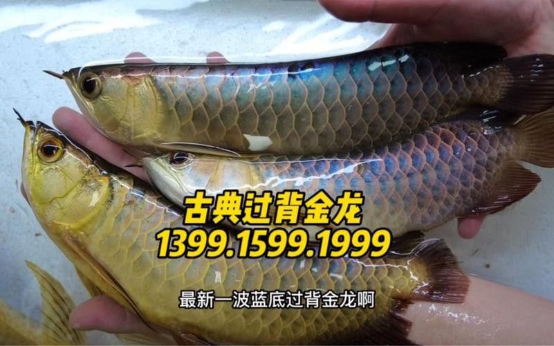 藍色的金龍魚品種大全圖解