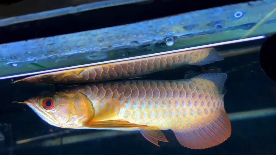 藍色的金龍魚品種大全圖解