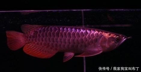 龍魚體表細菌感染圖解（龍魚體表細菌感染有哪些典型癥狀）