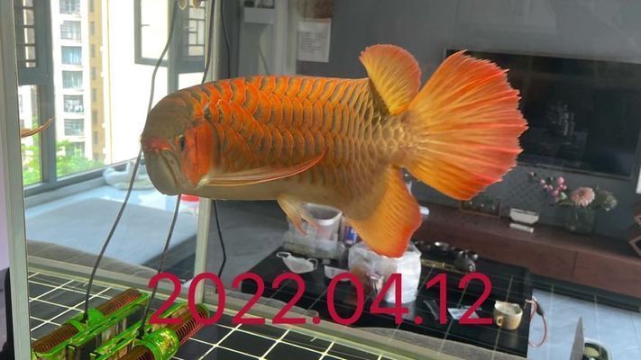 買紅龍魚的日記三年級，三年級水平關(guān)于買紅龍魚的日記：如何在家中安置紅龍魚
