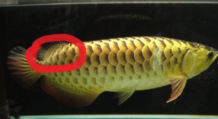 高背龍魚長大的樣子：高背龍魚是一種經過人工雜交的金龍魚品種有所不同