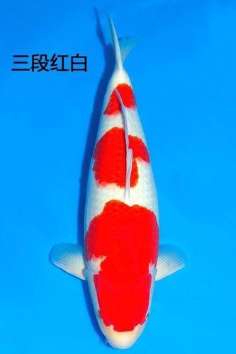 比金龍魚還貴的觀賞魚