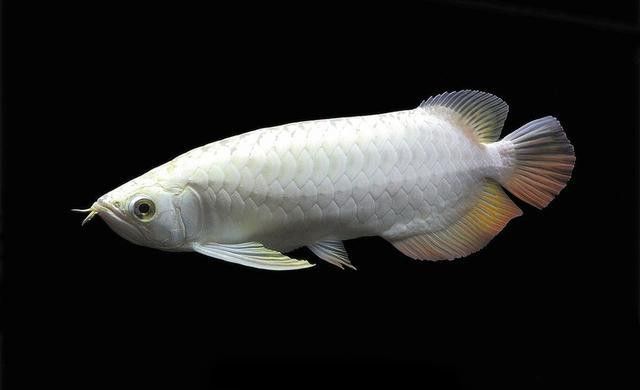 比金龍魚還貴的觀賞魚