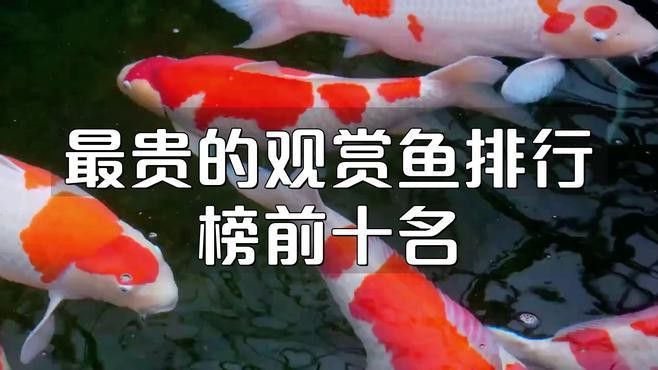 比金龍魚還貴的觀賞魚