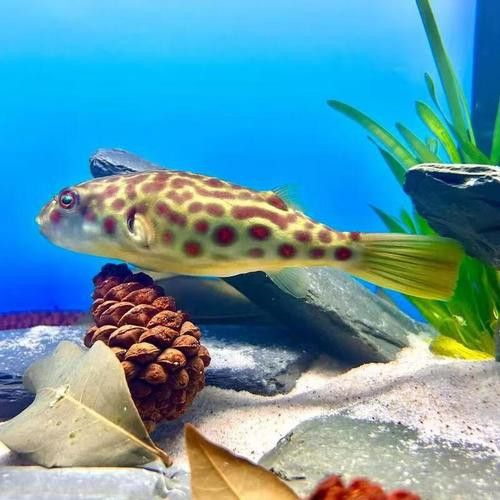 比金龍魚還貴的觀賞魚