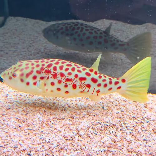 比金龍魚還貴的觀賞魚